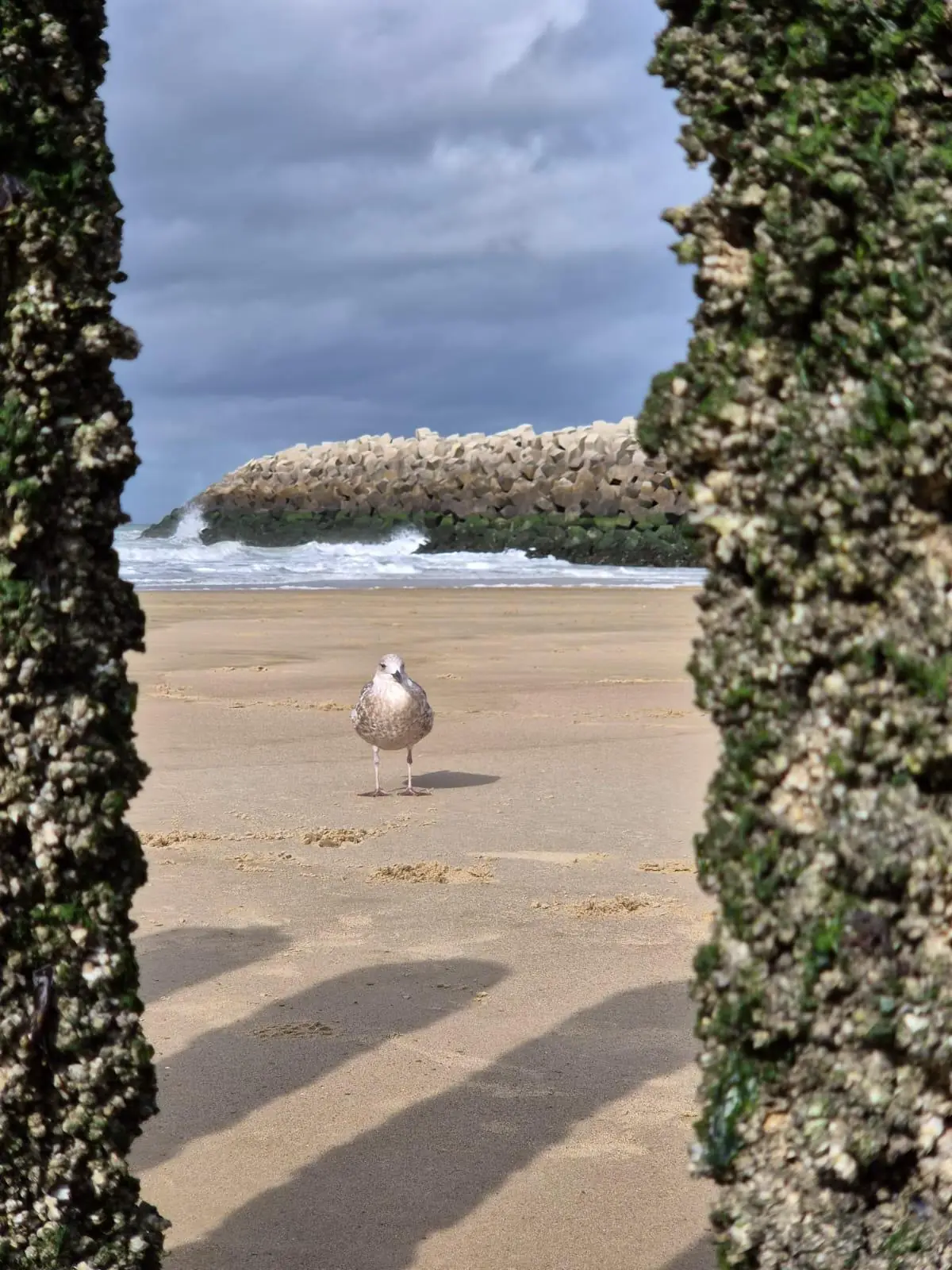Meeuw op het strand tussen twee paalhoofden